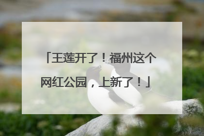 王莲开了！福州这个网红公园，上新了！