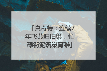 真奇特：连续7年飞燕归旧巢，忙碌衔泥筑巢育雏