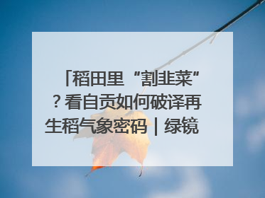 稻田里“割韭菜”？看自贡如何破译再生稻气象密码｜绿镜头·发现中国