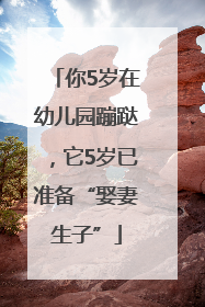 你5岁在幼儿园蹦跶，它5岁已准备“娶妻生子”