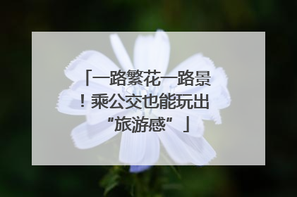 一路繁花一路景！乘公交也能玩出“旅游感”