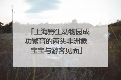 上海野生动物园成功繁育的两头非洲象宝宝与游客见面