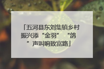 五河县东刘集镇乡村振兴添“金羽” “鸽”声叫响致富路