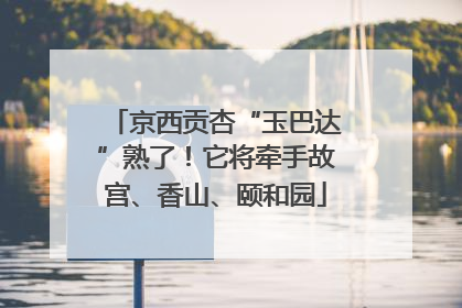 京西贡杏“玉巴达”熟了！它将牵手故宫、香山、颐和园
