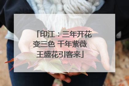 印江：三年开花变三色 千年紫薇王盛花引客来