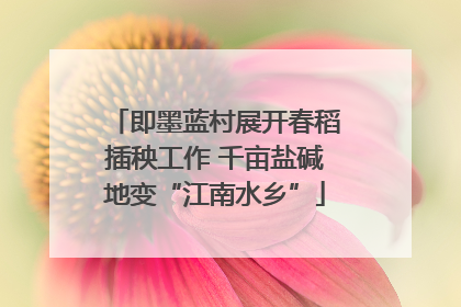 即墨蓝村展开春稻插秧工作 千亩盐碱地变“江南水乡”