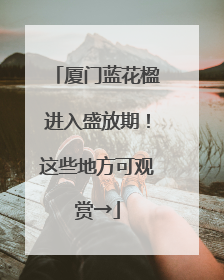 厦门蓝花楹进入盛放期！这些地方可观赏→