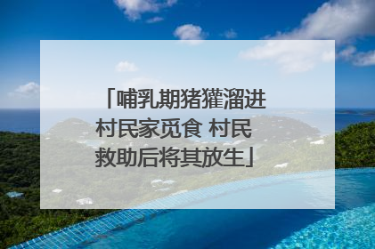 哺乳期猪獾溜进村民家觅食 村民救助后将其放生