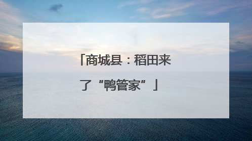 商城县：稻田来了“鸭管家”
