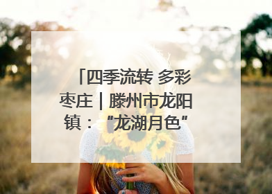 四季流转 多彩枣庄｜滕州市龙阳镇：“龙湖月色”向日葵花海 绘就乡村振兴新画卷