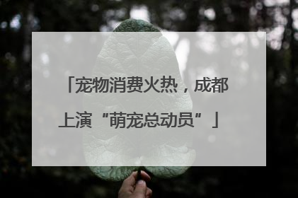 宠物消费火热，成都上演“萌宠总动员”