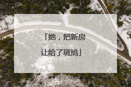 她，把新房让给了斑鸠
