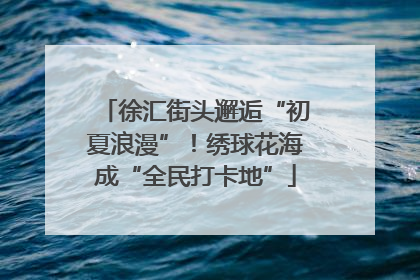 徐汇街头邂逅“初夏浪漫”！绣球花海成“全民打卡地”