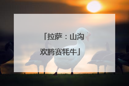 拉萨：山沟欢腾赛牦牛