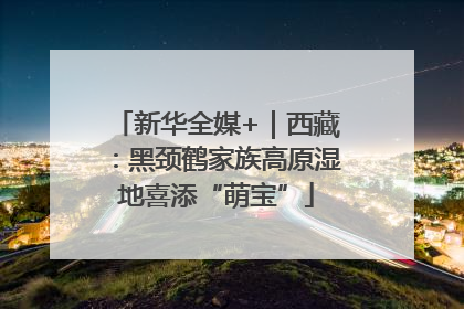 新华全媒+｜西藏：黑颈鹤家族高原湿地喜添“萌宝”