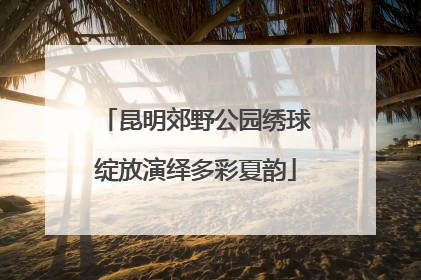 昆明郊野公园绣球绽放演绎多彩夏韵