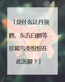 是什么让丹顶鹤、东方白鹳等珍稀鸟类纷纷在此落脚？