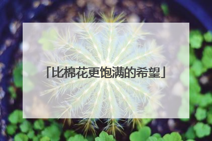 比棉花更饱满的希望