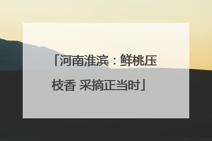 河南淮滨：鲜桃压枝香 采摘正当时