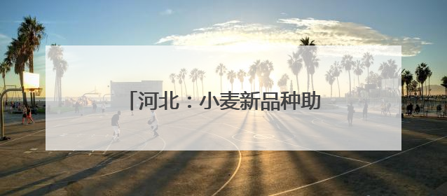 河北：小麦新品种助力农业高质量发展