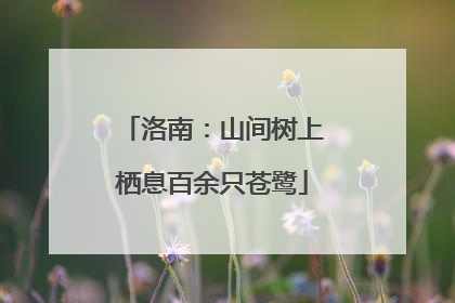 洛南：山间树上栖息百余只苍鹭