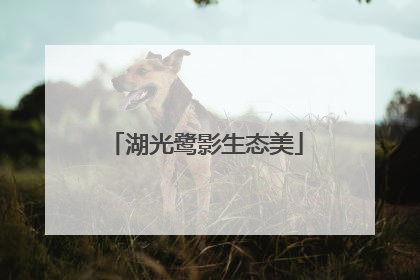 湖光鹭影生态美