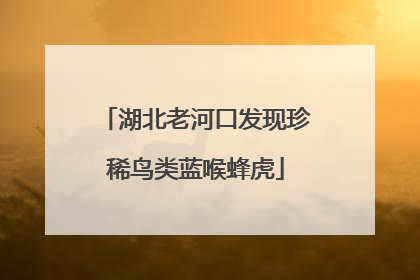 湖北老河口发现珍稀鸟类蓝喉蜂虎
