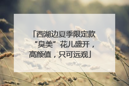 西湖边夏季限定款“臭美”花儿盛开，高颜值，只可远观