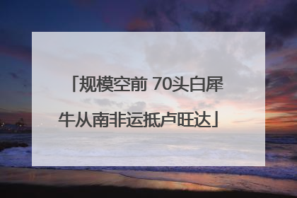 规模空前 70头白犀牛从南非运抵卢旺达