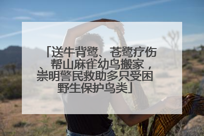 送牛背鹭、苍鹭疗伤、帮山麻雀幼鸟搬家，崇明警民救助多只受困野生保护鸟类
