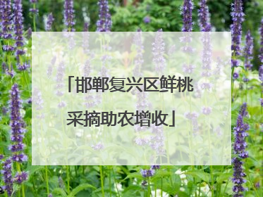 邯郸复兴区鲜桃采摘助农增收