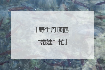 野生丹顶鹤“带娃”忙