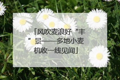 风吹麦浪好“丰”景——多地小麦机收一线见闻