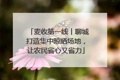 麦收第一线丨聊城打造集中晾晒场地，让农民省心又省力